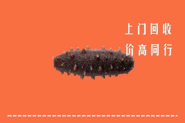 霞山回收海参